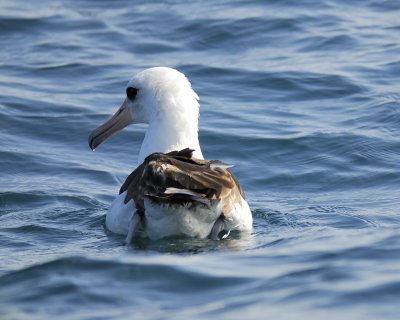 laysan albatross BRD5253.jpg
