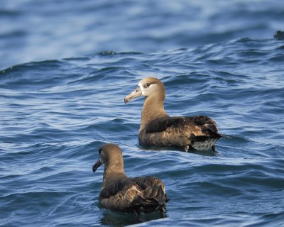 black-footed albatross BRD5331.jpg