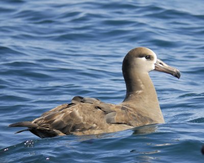 black-footed albatross BRD5314.jpg