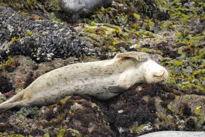 harbor seal BRD5618.jpg