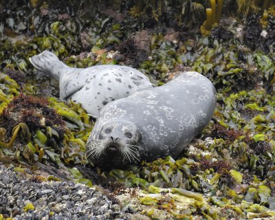 harbor seal BRD5617.jpg