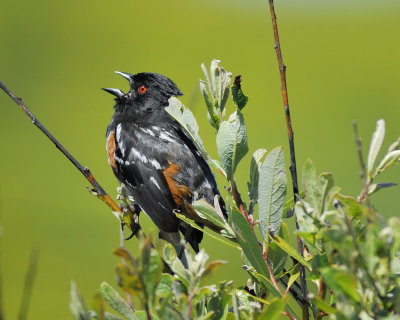 1670z_spotted_towhee