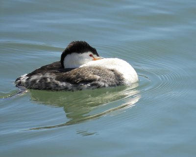 clark's grebe BRD5717.jpg