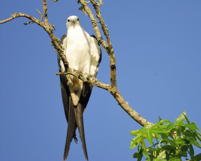 swallow-tailed kite BRD7113.jpg