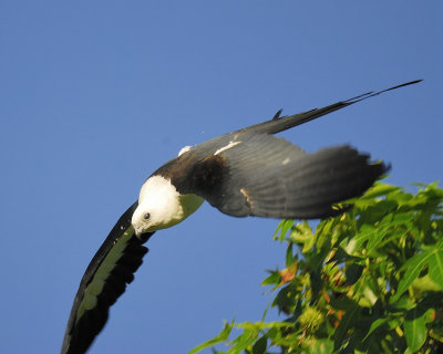swallow-tailed kite BRD7115.jpg