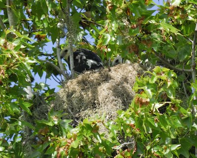 swallow-tailed kite BRD7315.jpg