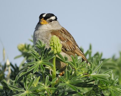 white-crowned sparrow BRD5780.jpg