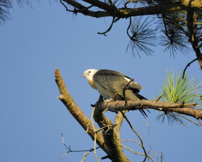 swallow-tailed kite BRD7382.jpg