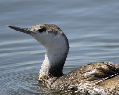 1010j_red_throated_loon