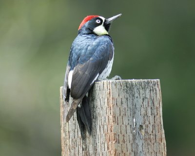 acorn woodpecker BRD6080.jpg