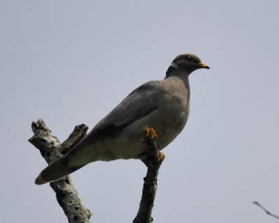 1310h_band_tailed_pigeon
