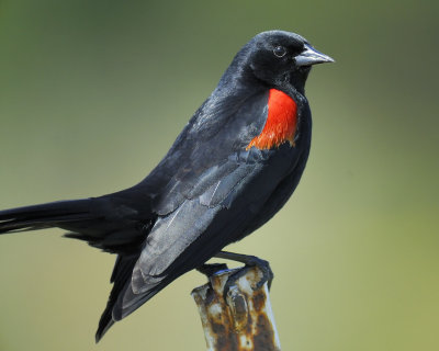 red-winged blackbird bicolored_BRD6195.jpg