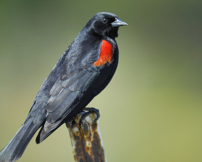 red-winged blackbird bicolored_BRD6196.jpg