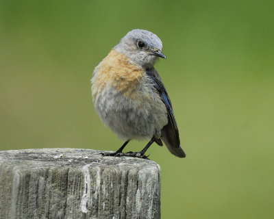 western bluebird BRD6039.jpg