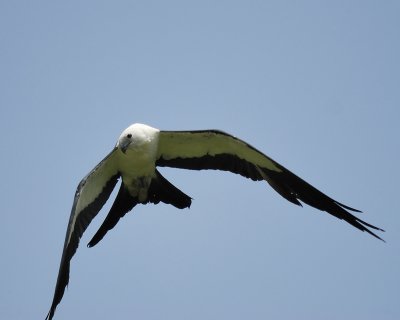 swallow-tailed kite BRD7840.jpg