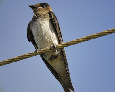 purple martin BRD7915.jpg