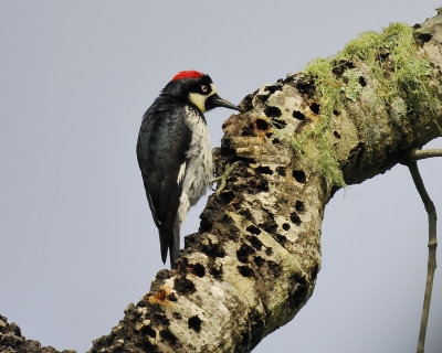 acorn woodpecker BRD6415.jpg