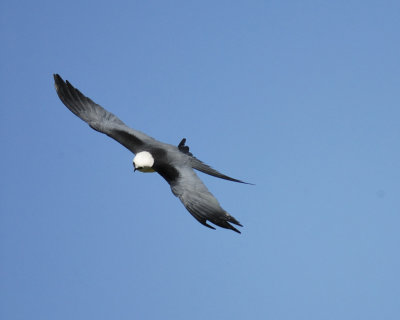 swallow-tailed kite BRD8719.jpg