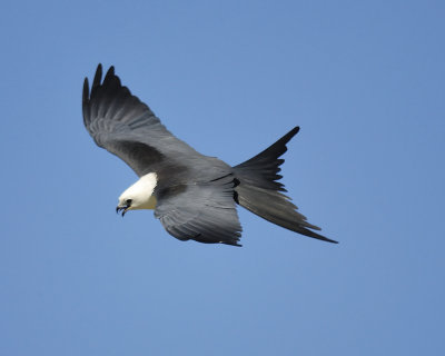 swallow-tailed kite BRD8548.jpg