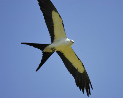 swallow-tailed kite BRD8667.jpg