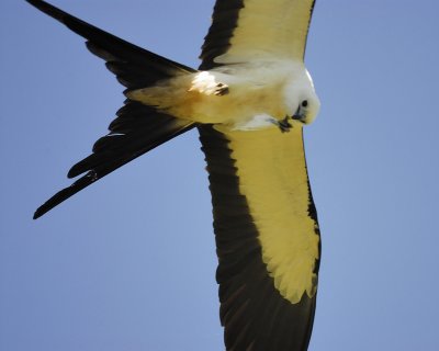 swallow-tailed kite BRD8735.jpg