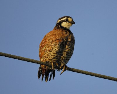 northern bobwhite BRD8278.jpg