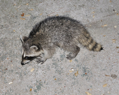 raccoon DSC3271.jpg