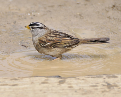 white-crowned sparrow DSC3188.jpg