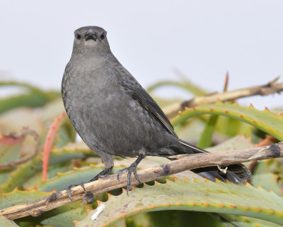 brewer's blackbird DSC2741.jpg