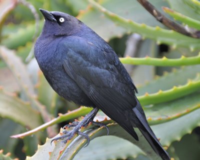 brewer's blackbird DSC2746.jpg