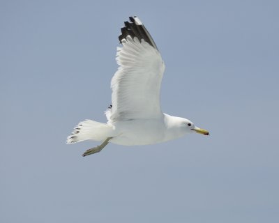 california gull DSC2544.jpg