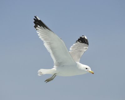 california gull DSC2543.jpg