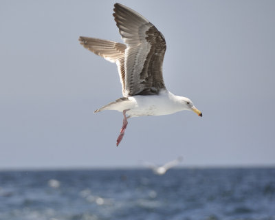 western gull DSC2533.jpg