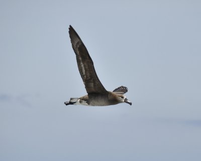 black-footed albatross DSC2460.jpg