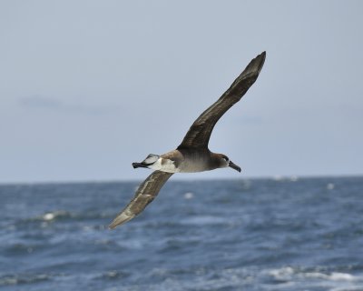 black-footed albatross DSC2461.jpg