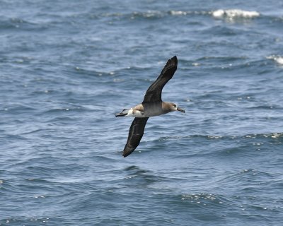 black-footed albatross DSC2467.jpg