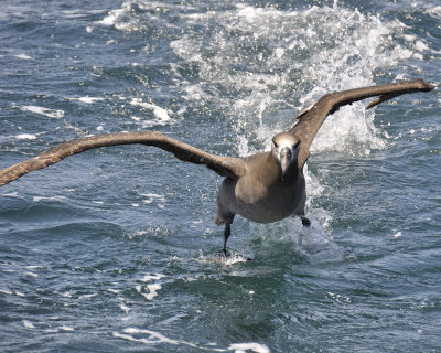 black-footed albatross DSC2519.jpg