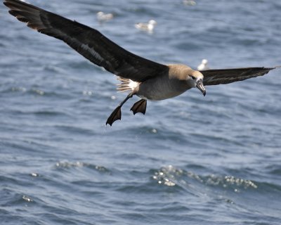 black-footed albatross DSC2524.jpg