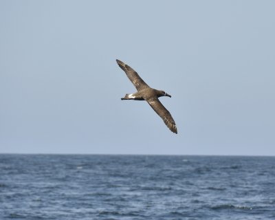 black-footed albatross DSC2560.jpg
