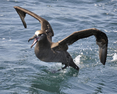 black-footed albatross DSC2522.jpg