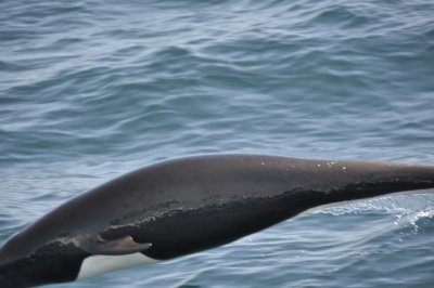right whale dolphin DSC2682.jpg
