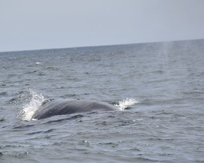 hump-backed whale DSC2427.jpg