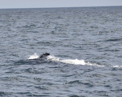 hump-backed whale DSC2431.jpg