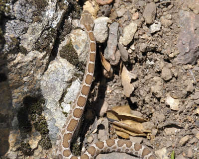 rattlesnake DSC3013.jpg