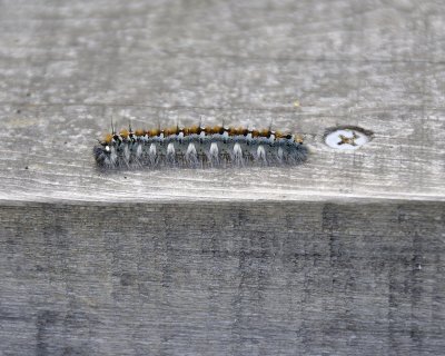 caterpillar DSC3091.jpg