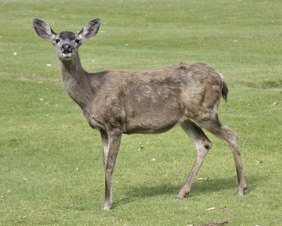 mule deer DSC2713.jpg