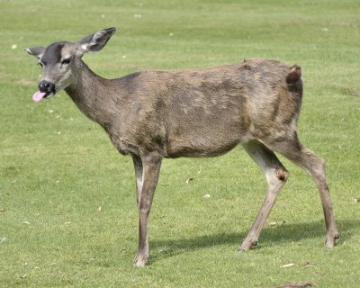 mule deer DSC2714.jpg