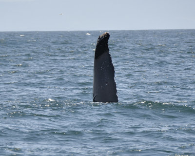 hump-backed whale DSC2258.jpg