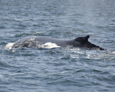 hump-backed whale DSC2263.jpg