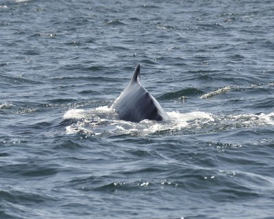 hump-backed whale DSC2285.jpg